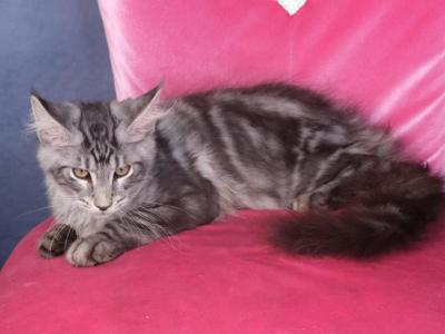 Charlie - Maine Coon - Gallery Photo #1