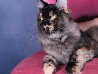 Ruby - Maine Coon - Gallery Photo #1