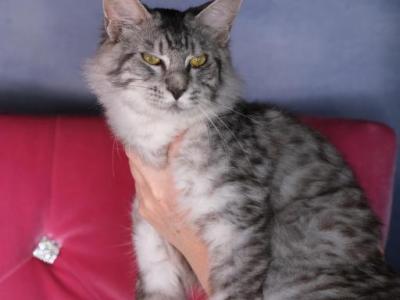 Felix - Maine Coon - Gallery Photo #1