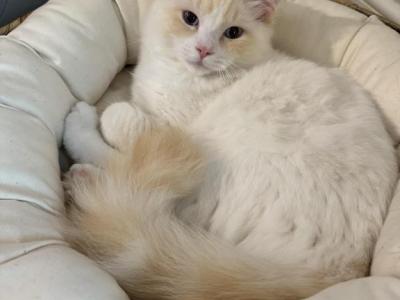 Purebred Flame Point Male Ragdoll Kitten - Ragdoll - Gallery Photo #1