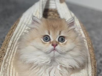 Rare Chocolate Golden Chinchilla Girl - British Shorthair - Gallery Photo #1