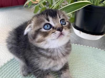 Scottish Fold Kittens 6 Weeks Old - Scottish Fold - Gallery Photo #1