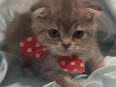 Scottish Fold And Straight Kittens - Scottish Fold - Gallery Photo #1