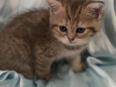 British Shorthair Kittens - British Shorthair - Gallery Photo #1