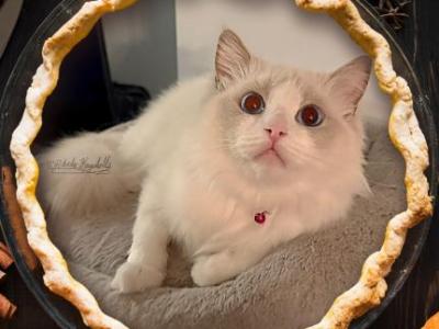 Marie Lilac Bicolor Female Ragdoll - Ragdoll - Gallery Photo #1