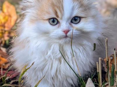 Rare British Longhair Black Golden Bicolor Girl - British Shorthair - Gallery Photo #1