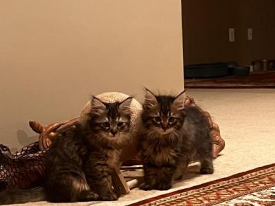 Siberian Norwegian Litter - Siberian - Gallery Photo #1