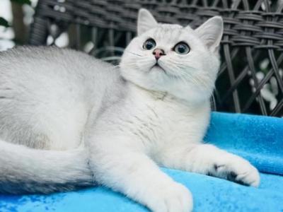 Silver Plush Boy Leo Thaddeus - British Shorthair - Gallery Photo #1