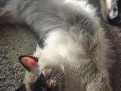 Rosemary - Ragdoll - Gallery Photo #1