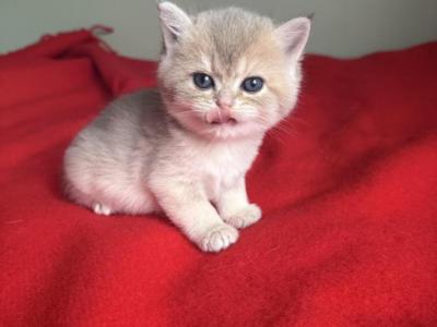 British Kittens Female - British Shorthair - Gallery Photo #1