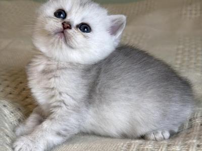 Cooper Silver Kitten Male - British Shorthair - Gallery Photo #1