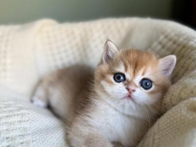 Ben Golden British Kitten - British Shorthair - Gallery Photo #1