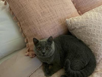 Lucky - British Shorthair - Gallery Photo #1