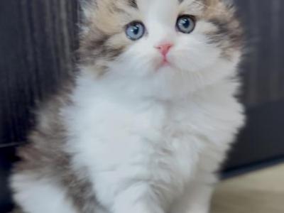 Prettyfold Baby 1 - Scottish Fold - Gallery Photo #1