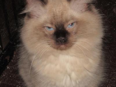 Kittens Deposit - Ragdoll - Gallery Photo #1