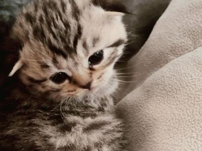 Scottish Fold And Straight - Scottish Fold - Gallery Photo #1