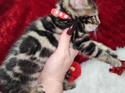 Holiday Brown Rosetted Bengal Male Available - Bengal - Gallery Photo #1