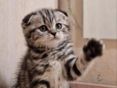 Reserved ATOS - Scottish Fold - Gallery Photo #1