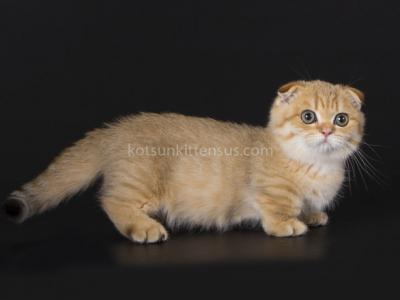 Moss Tiny Orange Golden Scottish Kilt Munchkin - Munchkin - Gallery Photo #1