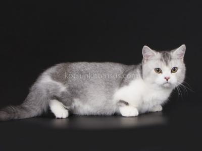 Ludvin Tiny Munchkin Standard Bicolor Short Legs - Munchkin - Gallery Photo #1