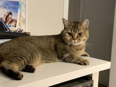 Luna - British Shorthair - Gallery Photo #1