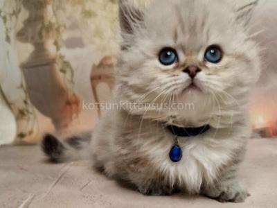 Blue Eyed Fluffy Angel Ramina Munchkin Standard - Munchkin - Gallery Photo #1