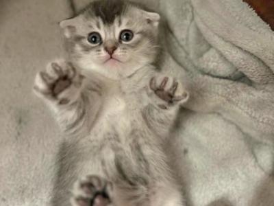 Mimi - Scottish Fold - Gallery Photo #1