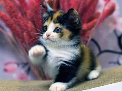 Eva Tricolor Calico Munchkin With Short Legs - Munchkin - Gallery Photo #1