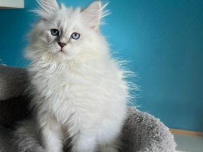 Willow - Siberian - Gallery Photo #1