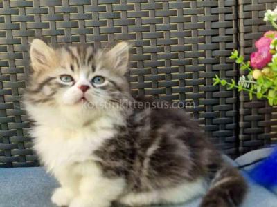 Elisey Tabby Bicolor Munchkin With Short Legs - Munchkin - Gallery Photo #1