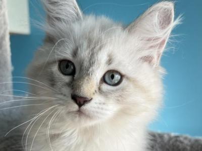 Enzo - Siberian - Gallery Photo #1