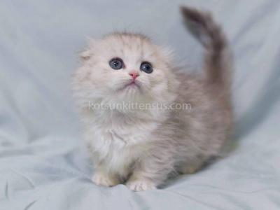 Asya Tiny Scottish Kilt Munchkin Silver Tabby - Munchkin - Gallery Photo #1