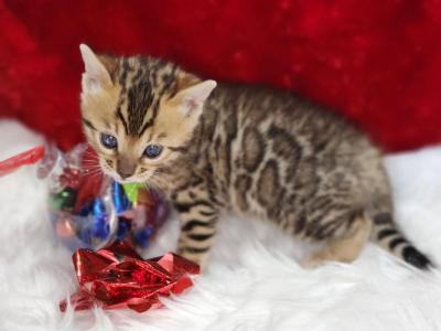 Brown Rosetted Female Bengal Kitten For Sale Ten - Bengal - Gallery Photo #1