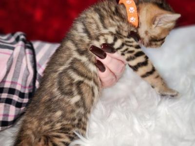 Tinsel Brown Rosetted Female - Bengal - Gallery Photo #1