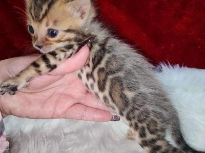 Bow Brown Rosette Male Available - Bengal - Gallery Photo #1