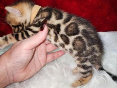 Pumpkin Golden Brown Rosetted Male - Bengal - Gallery Photo #1