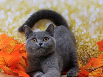 Kitty - British Shorthair - Gallery Photo #1