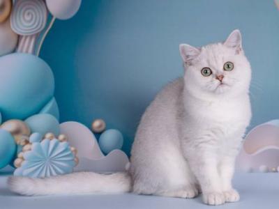 Dosya - British Shorthair - Gallery Photo #1