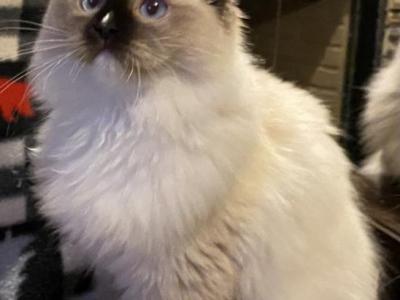 Lilys Kittens - Ragdoll - Gallery Photo #1