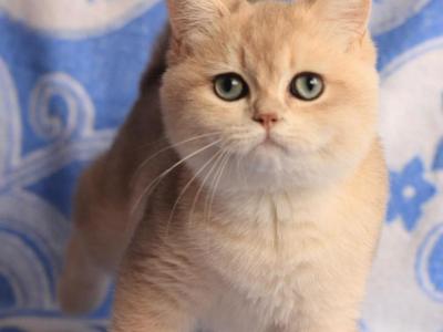 Sunny - British Shorthair - Gallery Photo #1