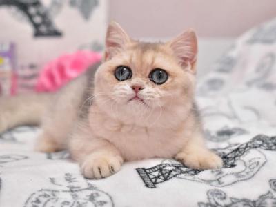 Ulivia - British Shorthair - Gallery Photo #1