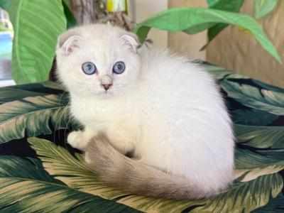 Scottish Fold White Color Point Female - Scottish Fold - Gallery Photo #1