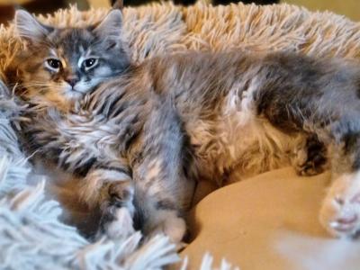 Precious Poly - Maine Coon - Gallery Photo #1