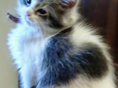 Misty Poly - Maine Coon - Gallery Photo #1