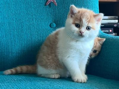 Red White Bicolor Female - British Shorthair - Gallery Photo #1