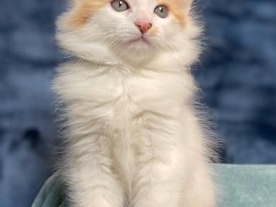 Ragdoll Mix Kittens - Ragdoll - Gallery Photo #1