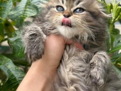 Tiffany Scottish Fold Female - Scottish Fold - Gallery Photo #1