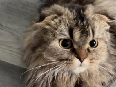 Cinnamon Scottish Fold Girl - Scottish Fold - Gallery Photo #1