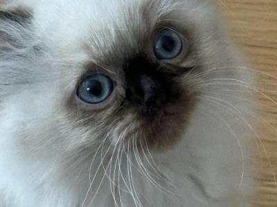 Himalayan Purebred Persian Male - Persian - Gallery Photo #1