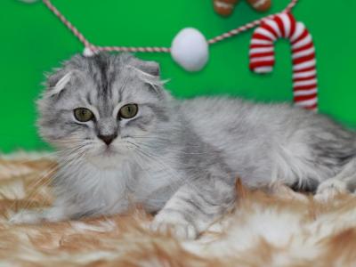 Smoked Blue Tabby Scottish Fold Longhair Boy - Scottish Fold - Gallery Photo #1